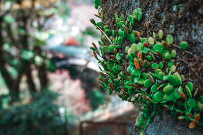 Close-up of berries growing on tree