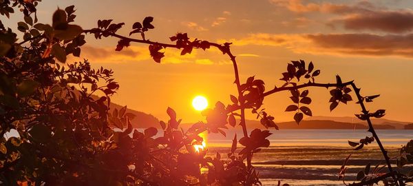  orange sun and  sky framed by nature 