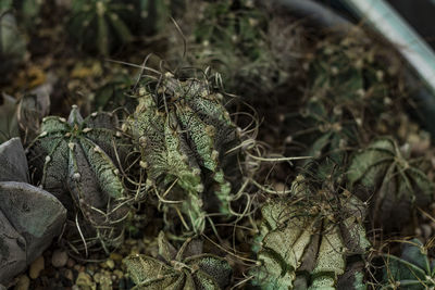 High angle view of crab on field