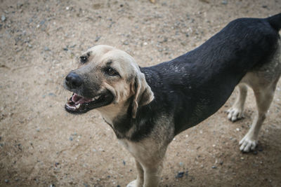 High angle view of stray dog standing on field