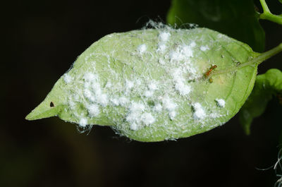 Close-up of insect on leaf