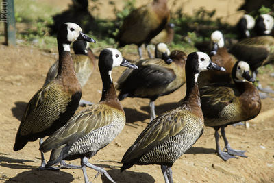 Flock of birds