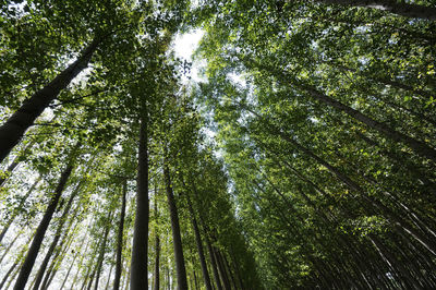 Low angle view of trees in forest