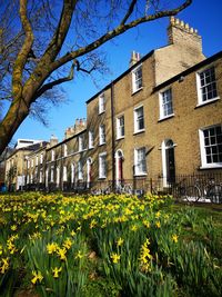 Sunny spring day view of houses with daffodils in the foreground in cambridge uk