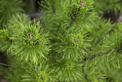 Close-up of green leaves
