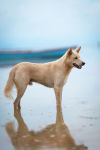 Dog looking at sea shore