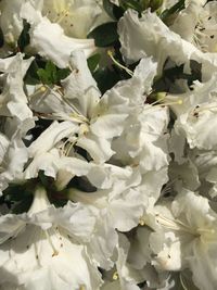 Full frame of white flowers
