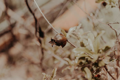 Close-up of insect on flower