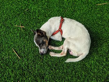 Puppy sleeping on the floor of a wonderful villa in hoi an vietnam. 