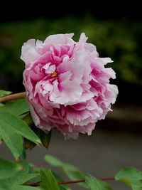 Close-up of pink rose flower