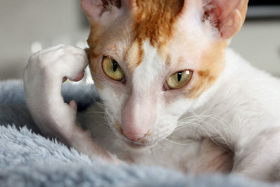 Close-up portrait of a cat