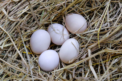 High angle view of eggs in nest