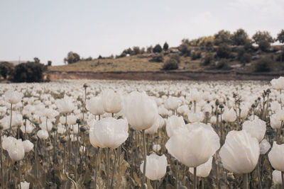 Close-up of white flowering plants on field against sky