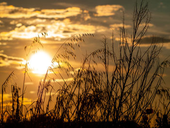 Silhouette of stalks against sunset sky