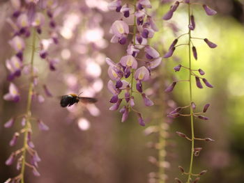 Close-up of insect flying by purple flowers