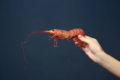 Cropped hand of person holding plant against black background