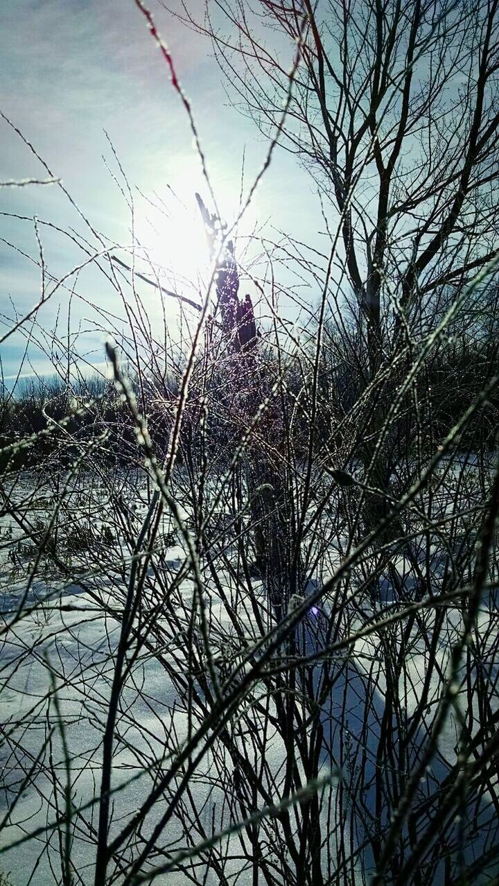 bare tree, branch, tree, low angle view, sky, nature, silhouette, tranquility, outdoors, growth, beauty in nature, no people, day, clear sky, scenics, cloud - sky, dusk, tranquil scene, tree trunk, twig