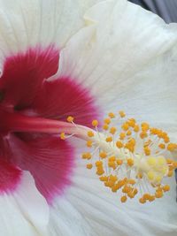 Macro shot of day lily