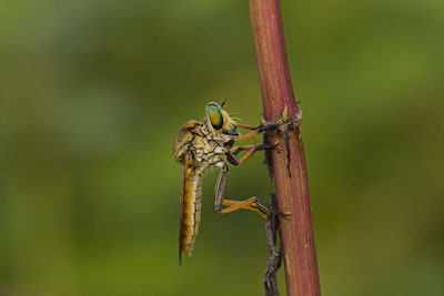 Close-up of insect perching on plant