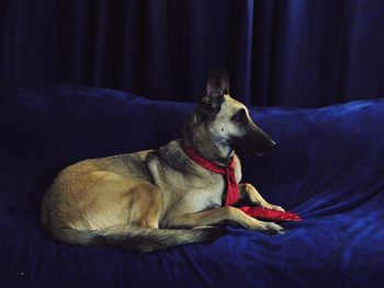 Dog resting on bed