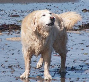 View of dog on beach