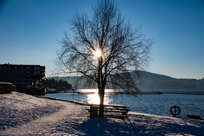 Bare tree by lake against clear blue sky during winter