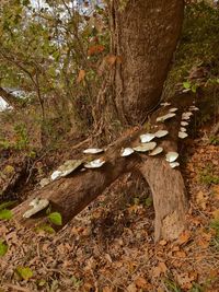 Trees in forest