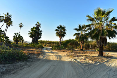 Road amidst trees against clear sky