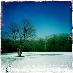 Bare trees on snow covered landscape