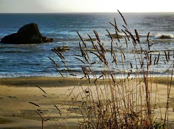 Scenic view of beach against sky