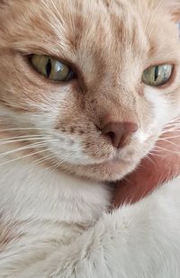 Close-up portrait of a cat