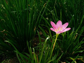 Close-up of purple flowers blooming in field