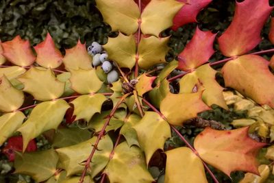 Full frame shot of fruit