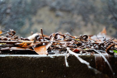 Close-up of dry leaves on land