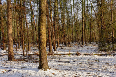 Trees in forest during winter