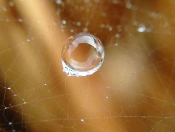 Close-up of spider on web