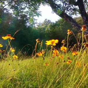 Plants growing on field