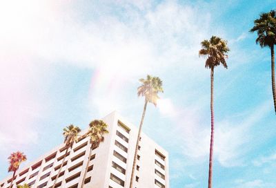 Low angle view of palm trees and building against sky