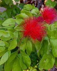 Close-up of red flower