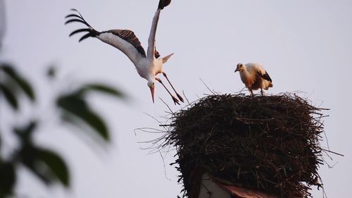 Low angle view of bird perching on nest against sky