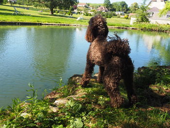 Dog on a lake