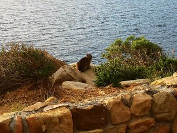 View of an sitting on rock by sea