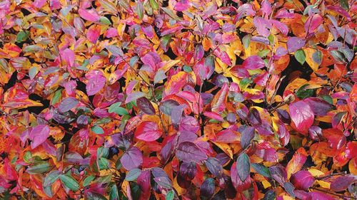 Full frame shot of autumnal leaves