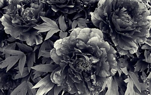 Close-up of hydrangea flowers