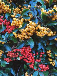 Close-up of fruits growing on plant