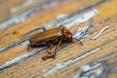 Close-up of insect on wood