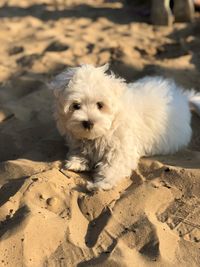 Portrait of white dog on beach