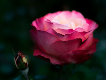 Close-up of pink rose blooming outdoors