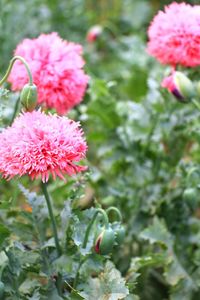 Close-up of pink flowering plant in park