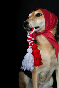 Close-up of dog against black background